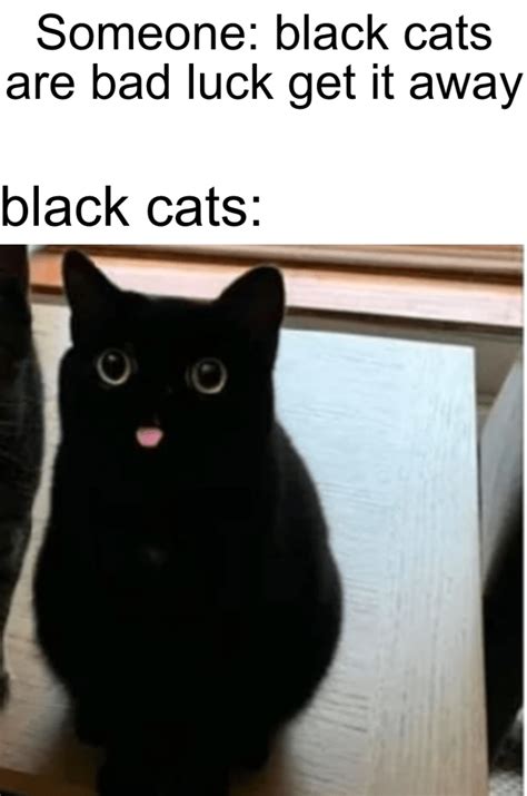 Black cats | Funny animal memes, Cat memes, Funny cute cats