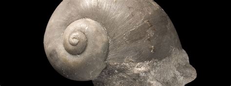 Fossil mollusc collection | Natural History Museum