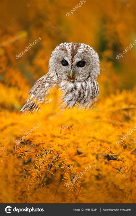 Beautiful owl in nature habitat — Stock Photo © OndrejProsicky #151813234