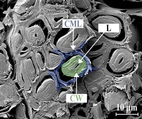 SEM images of bast fibers, L, lumen; CML, compound middle lamella; and ...