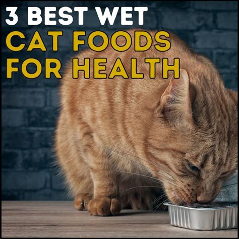 5 Best Wet Cat Food for Health, Taste, and Satisfaction