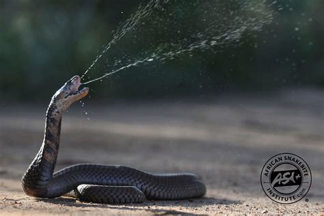 The Spitting Cobra species can spray highly lethal venom accurately in ...