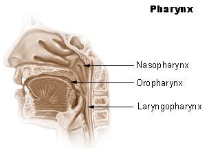 portion of the pharynx posterior to the mouth - brainArtDrawingArtworks