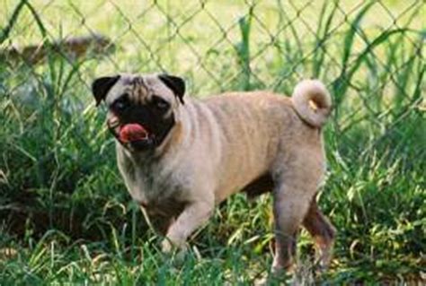 Pug Tails | Wagging, Curling, Limp and Other Tail Issues