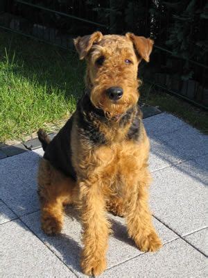 Mini Airedale Terrier Puppies