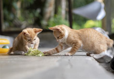 Kittens and Their Development - FOUR PAWS Australia - Animal Welfare ...