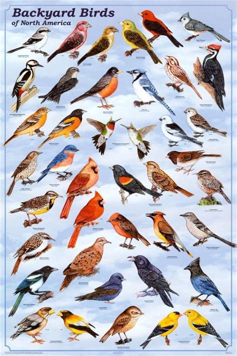 Amazon.com: Backyard Birds Poster, 24x36: Posters & Prints