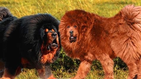 Lion Dog Hybrid