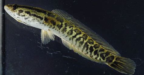 Interesting Facts About The Northern Snakehead Fish - Small Joys