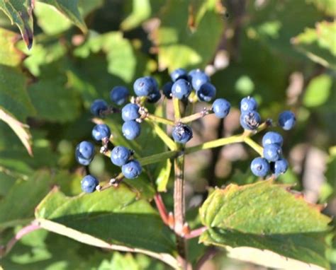 Blue-Muffin-Viburnum-Berries - Next Generation Landscape Nursery