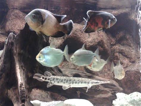 Oscar Cichlid Keepers Hour: Tankmates for Oscar Cichlids! 03/01 by ...