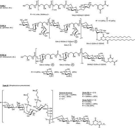 Scheme 7 Lipoteichoic acids of type I–IV. 7 | Download Scientific Diagram