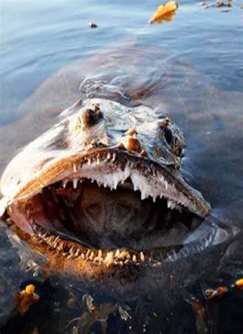 10 MOST DANGEROUS OCEAN CREATURES IN THE WORLD - Fish Hunt Buzz | Scary ...