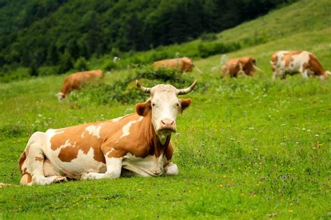 Free Photo: Cows Grazing on a Green Meadow