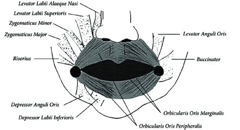 Dilator Muscles Of Lips | Sitelip.org