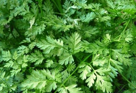 CHERVIL HERB | Garden Feast