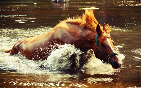 Water Horse Wallpapers - Top Free Water Horse Backgrounds - WallpaperAccess