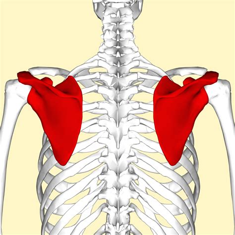 File:Scapula - posterior view2.png - Wikimedia Commons