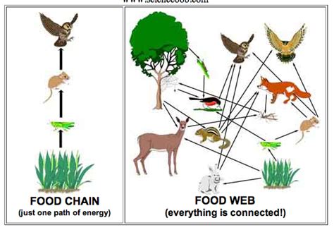 Energy Flow, Food Chains, and Food Webs | Food chain, Food web, Food ...
