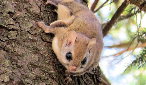 Endangered Squirrels Flying High at Grandfather Mountain - Grandfather ...