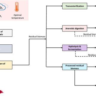 Biorefinery approach for the cultivation of Haematococcus pluvialis ...