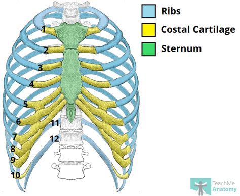 Rib Cage - Rib Cage Bones Only Science Secondary Illustration Twinkl ...