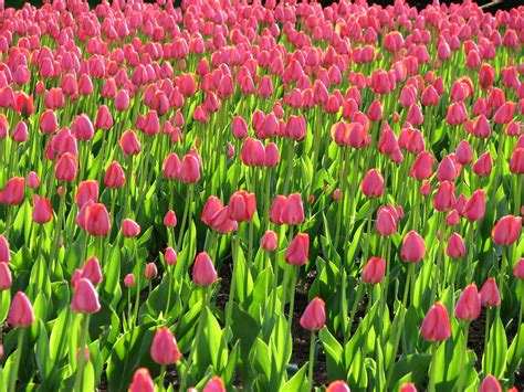 tulip, Fields, Tulips, Field, Flower, Flowers Wallpapers HD / Desktop ...