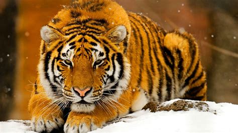 8K Ultra HD Animal Wallpapers - Top Free 8K Ultra HD Animal Backgrounds ...