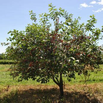 Sour Cherry Trees from Stark Bro's - Sour Cherry Trees For Sale