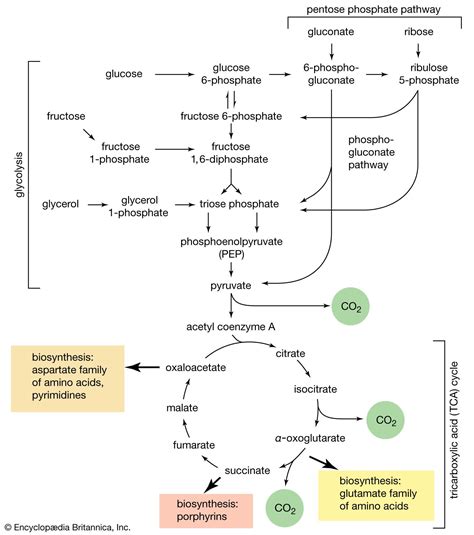 Carbohydrate - Structure, Function, Sources | Britannica