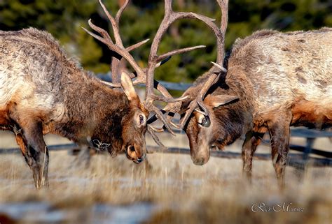 Photo Gallery of the week – Wildlife in and around Estes Park! – Estes ...