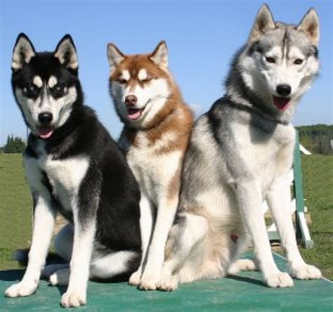 50+ Very Beautiful Siberian Husky Dog Photos And Pictures