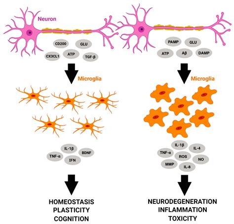 Microglial Cells Function