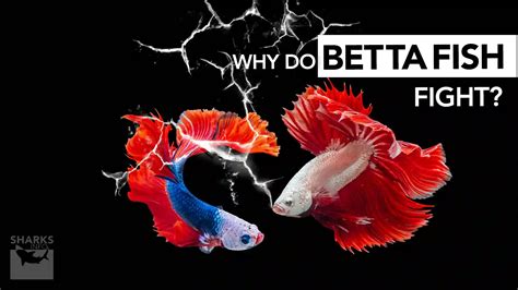 Why do Betta Fish Fight - sharksinfo.com