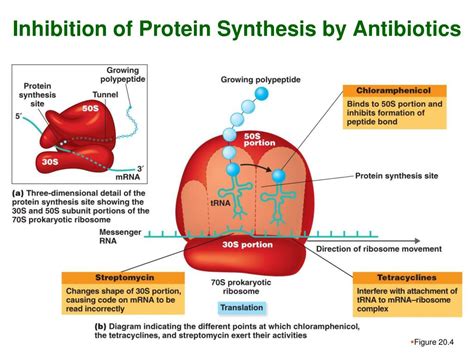 PPT - Ch 20 Antimicrobial Drugs PowerPoint Presentation, free download ...