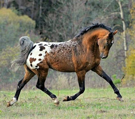 56 best Tiger Horse images on Pinterest | Appaloosa, Appaloosa horses ...