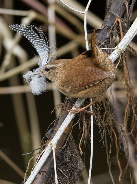 Jenny wren bird - hhulsd