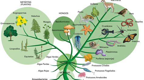 Evolutionary trees based on anatomy may be wrong - Big Think