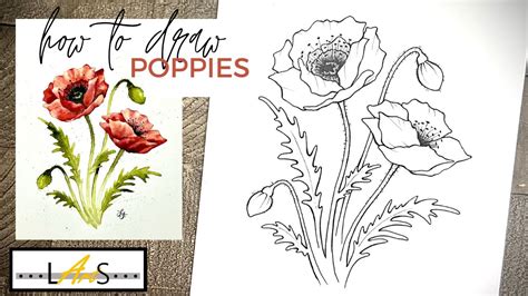 Poppies Drawing