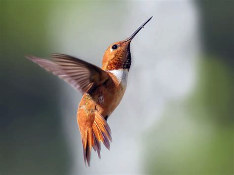 Rufous Hummingbird | Celebrate Urban Birds