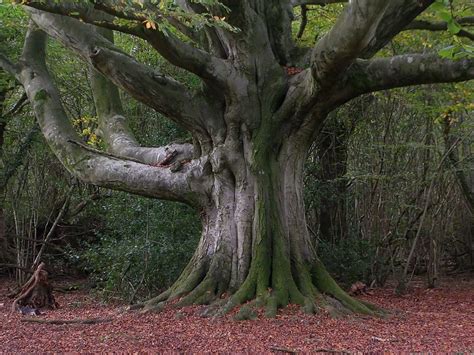 Beech Tree: Pictures, Photos, Images, Facts on Beech Trees