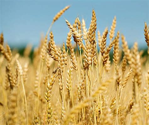 How to grow Wheat? Step by Step Guide For Beginners