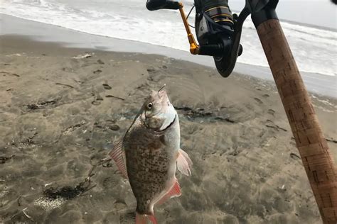 Best Surf Conditions to Catch Surfperch: Tips And Guide – Surfcasting ...