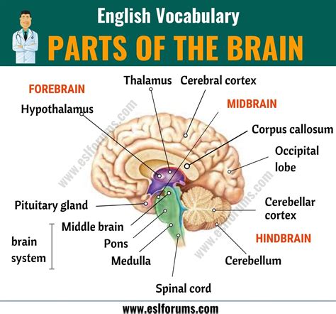 Brain Parts Diagram And Functions Brain Functions Function D