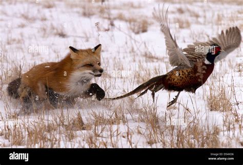 Red Fox, Vulpes vulpes hunting pheasant Stock Photo: 54807458 - Alamy