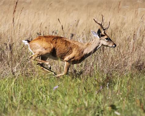 Pampas Deer - Facts, Diet, Habitat & Pictures on Animalia.bio