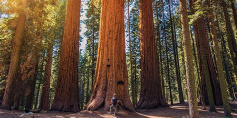 6 Famous North American Trees You Need to See - Travel Zone by Best Western