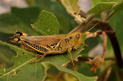 Grasshopper Facts For Kids | Grasshopper Diet & Habitat