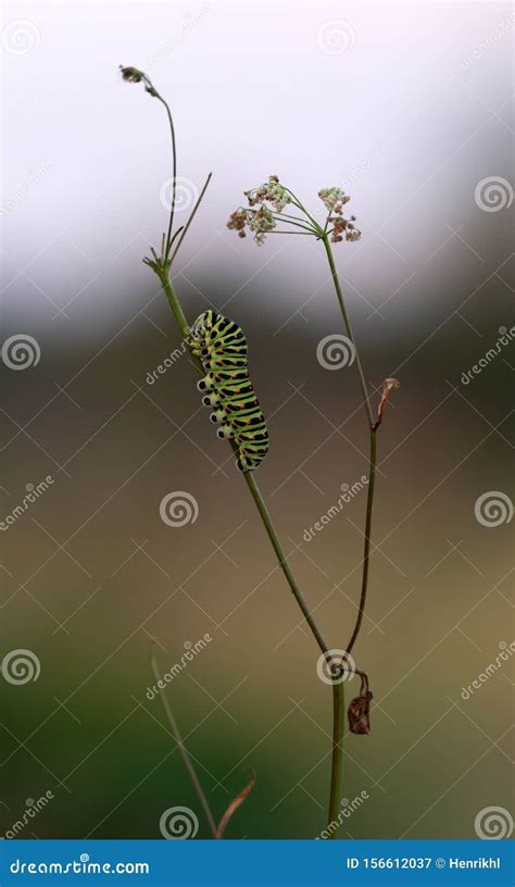 Old World Swallowtail, Papilio Machaon Larva on Plant Stock Image ...