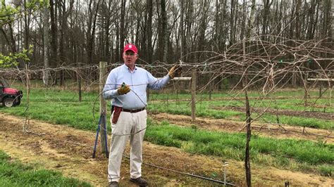 Muscadine Pruning Diagram